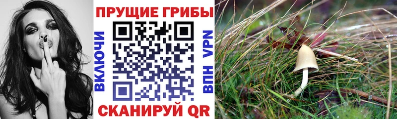 Галлюциногенные грибы мицелий Белый